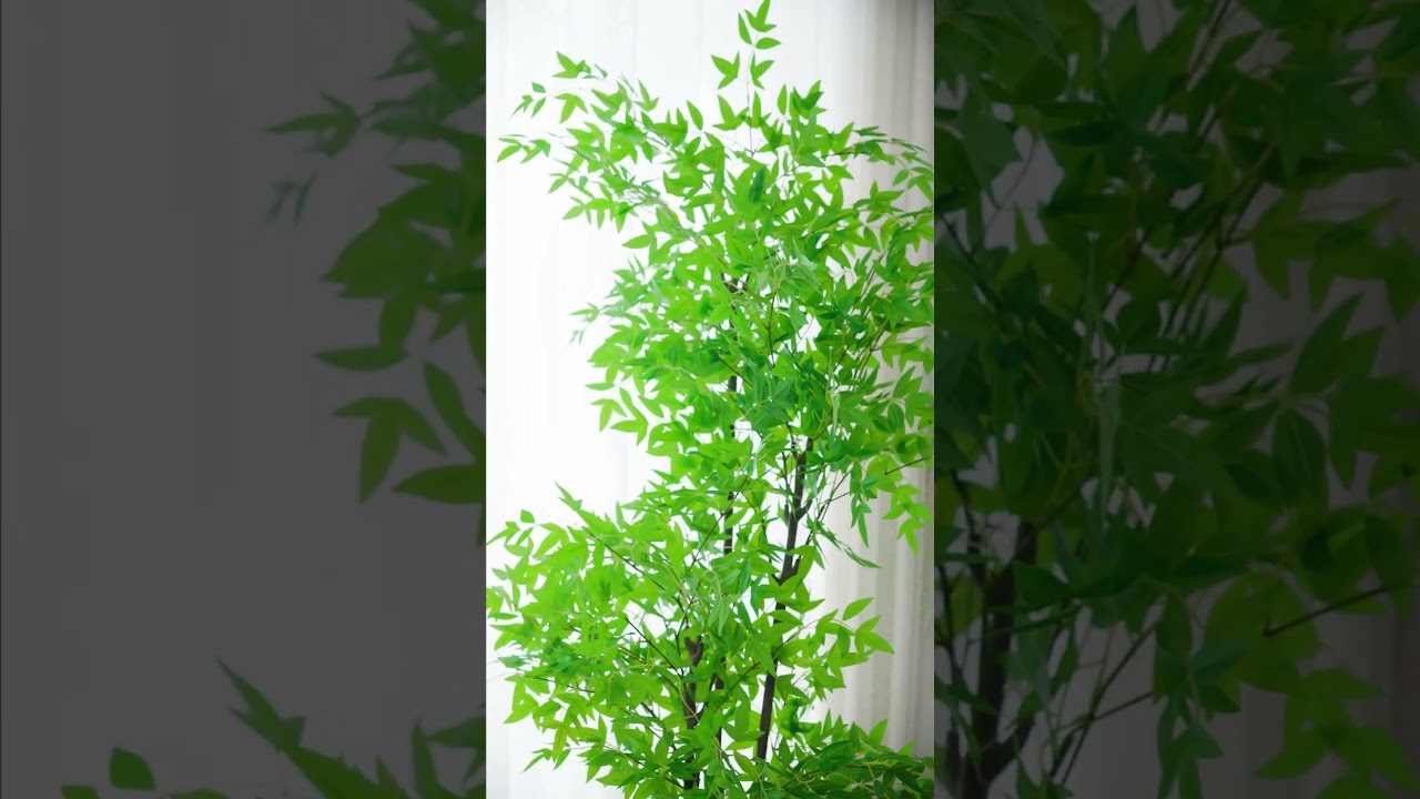 Decor cây Nam Thiên Trúc Giả #tintuc #lamdep #news #caydecor #câygiả #garden