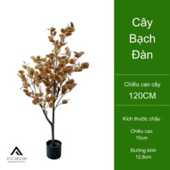 ban cay bach dan gia