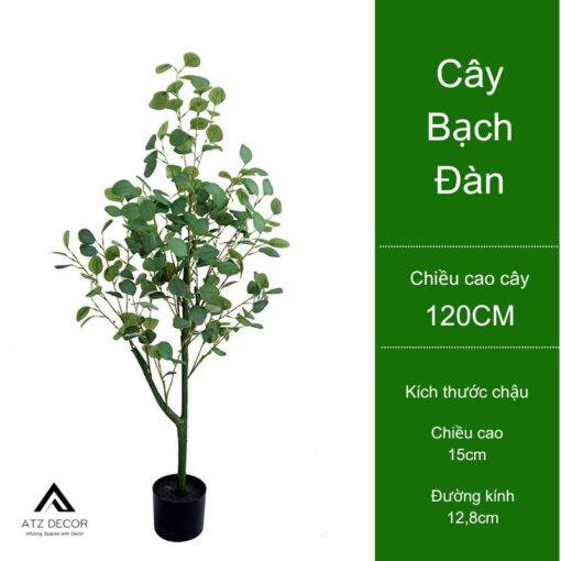 cây bạch đàn bắc âu đẹp