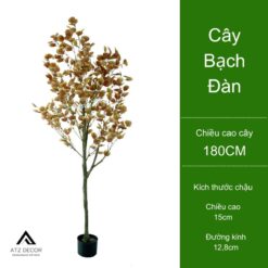 cây bạch đàn giả đẹp