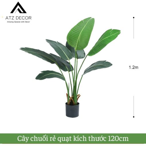 cay chuoi re quat 120cm