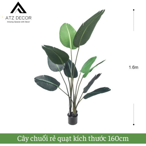 cay chuoi re quat 160cm