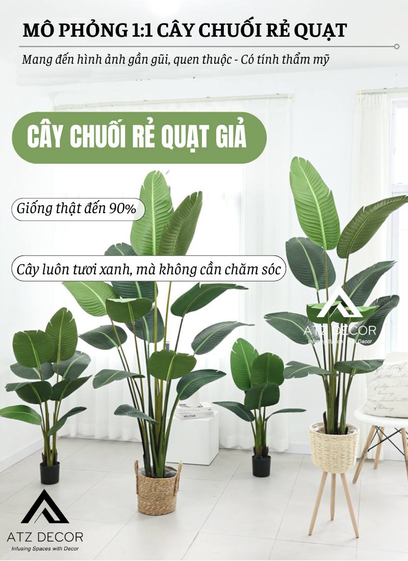 Cây chuối ẻ quạt 