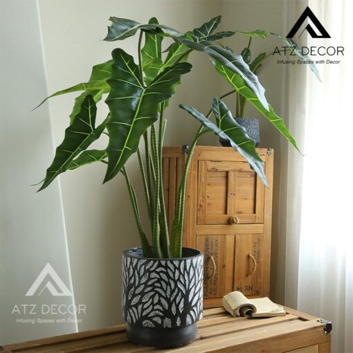 cay mon ngua Salian Alocasia gia