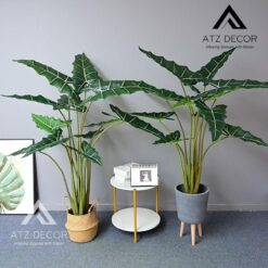 cay mon ngua Salian Alocasia gia decor