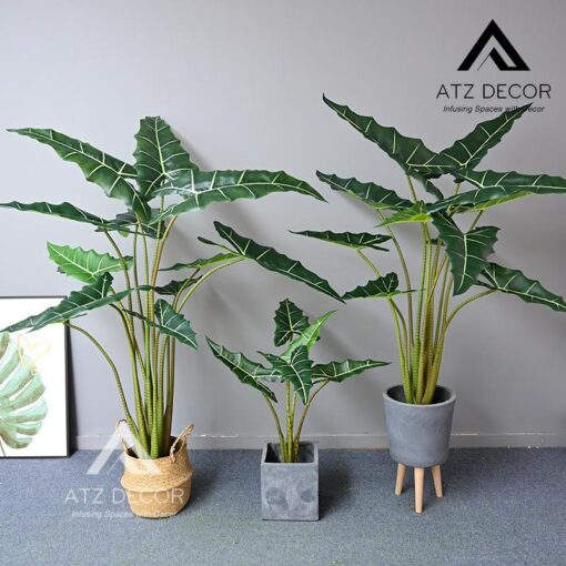 cay mon ngua Salian Alocasia gia tran tri