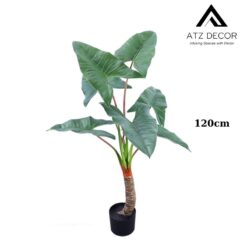 cay ray Alocasia Frydek 110cm