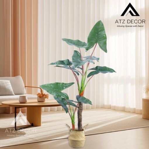 cay ray Alocasia Frydek (2)