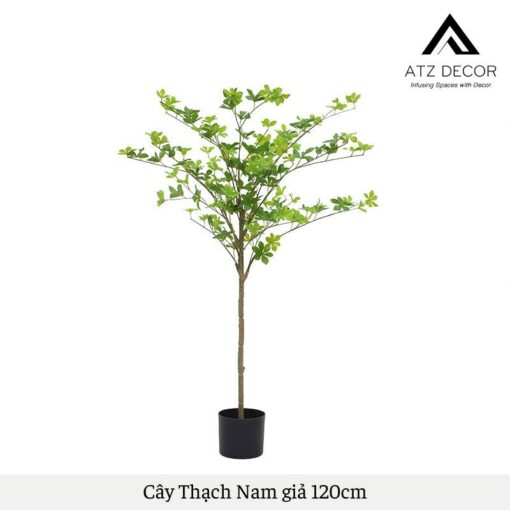 cay thach nam gia 120cm