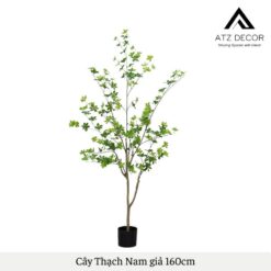 cay thach nam gia 160cm