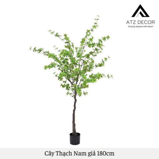 cay thach nam gia 180cm