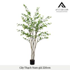 cay thach nam gia 220cm