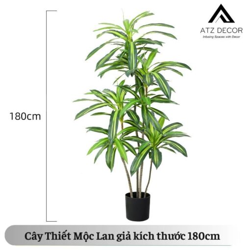 cay thiet moc lan 180cm