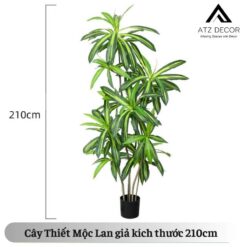 cay thiet moc lan 210cm