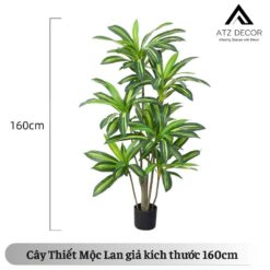 cay thiet moc lan gia 160cm