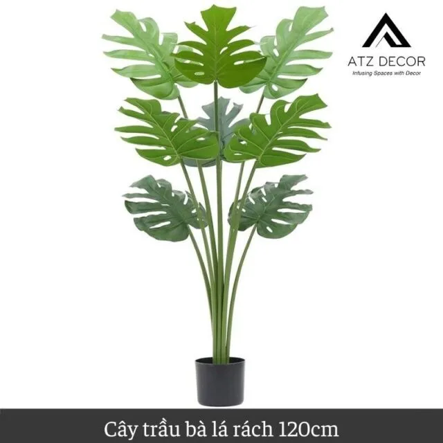 cay trau ba la xe gia 120cm