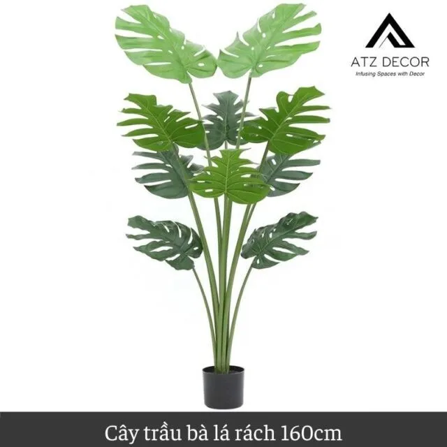 cay trau ba la xe gia 160cm