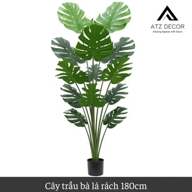 cay trau ba la xe gia 180cm