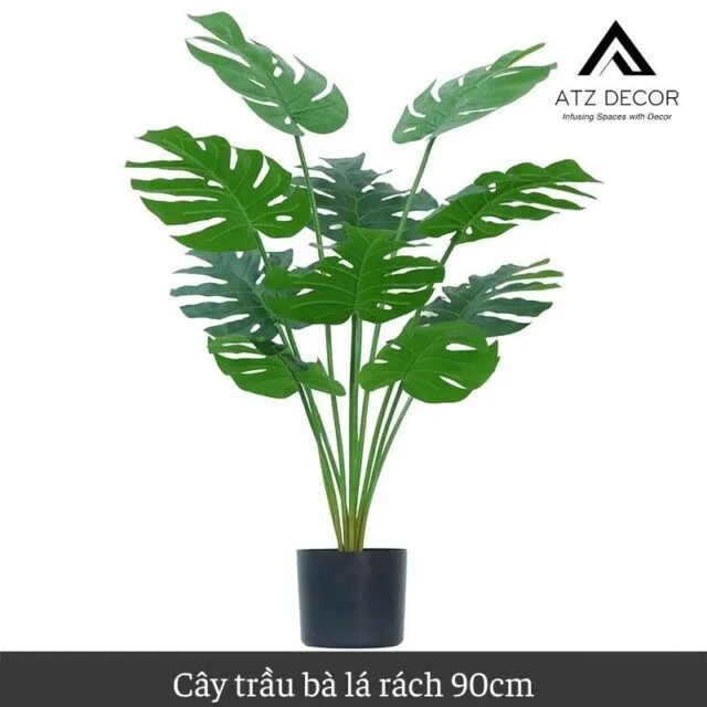 cay trau ba la xe gia 90cm
