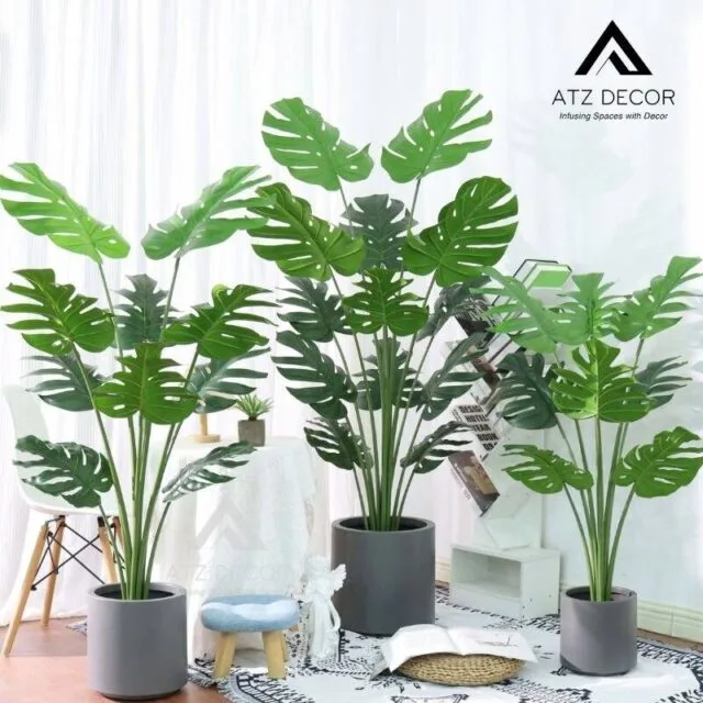 cay trau ba monstera gia