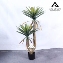 cay yucca nhat ban