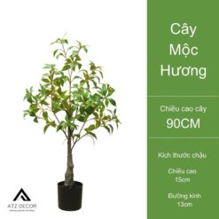 giá cây mộc hương giả