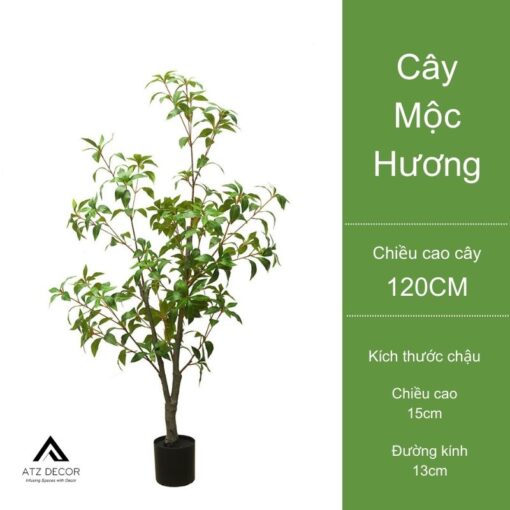 mua cay moc huong gia