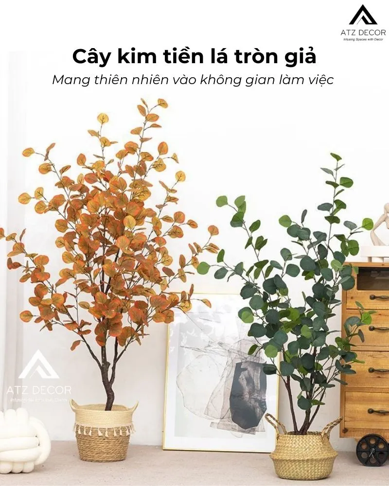 Mô tả cây kim tiền lá tròn giả