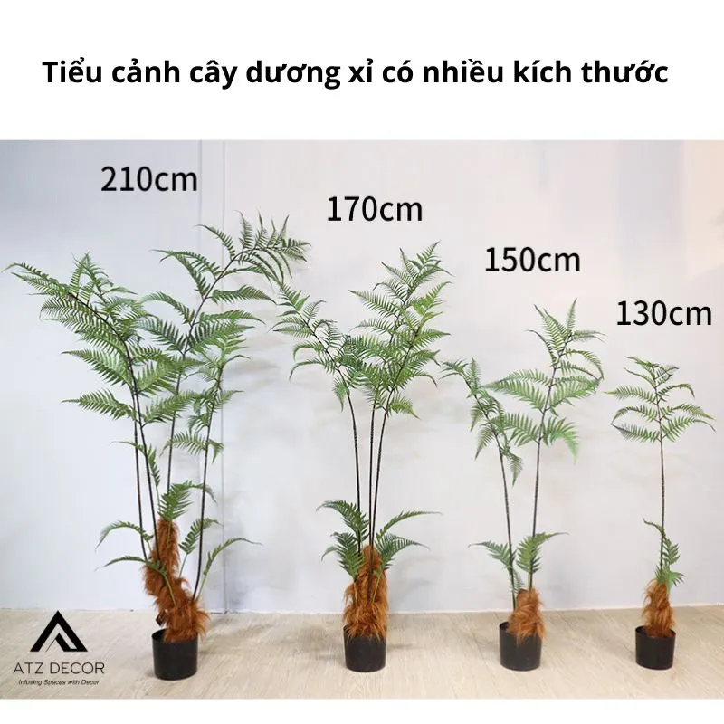 Tiểu cảnh cây dương xỉ có nhiều kích thước