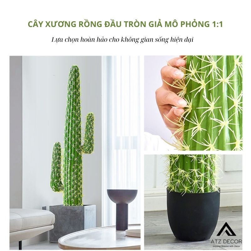 cây xương rồng đầu tròn giả decor