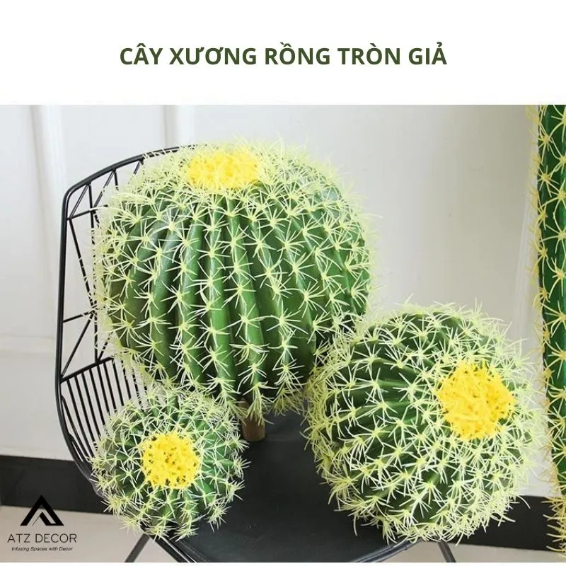 cây xương rồng tròn giả