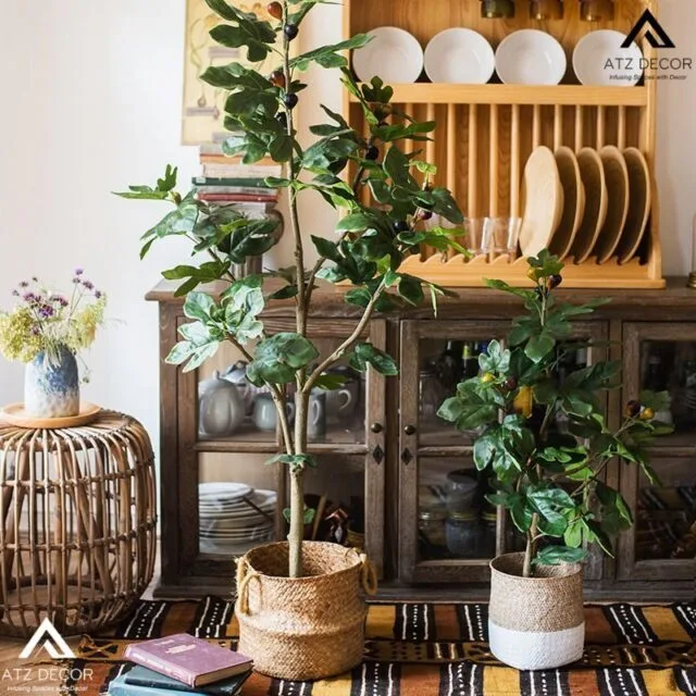 Cây sung giả decor