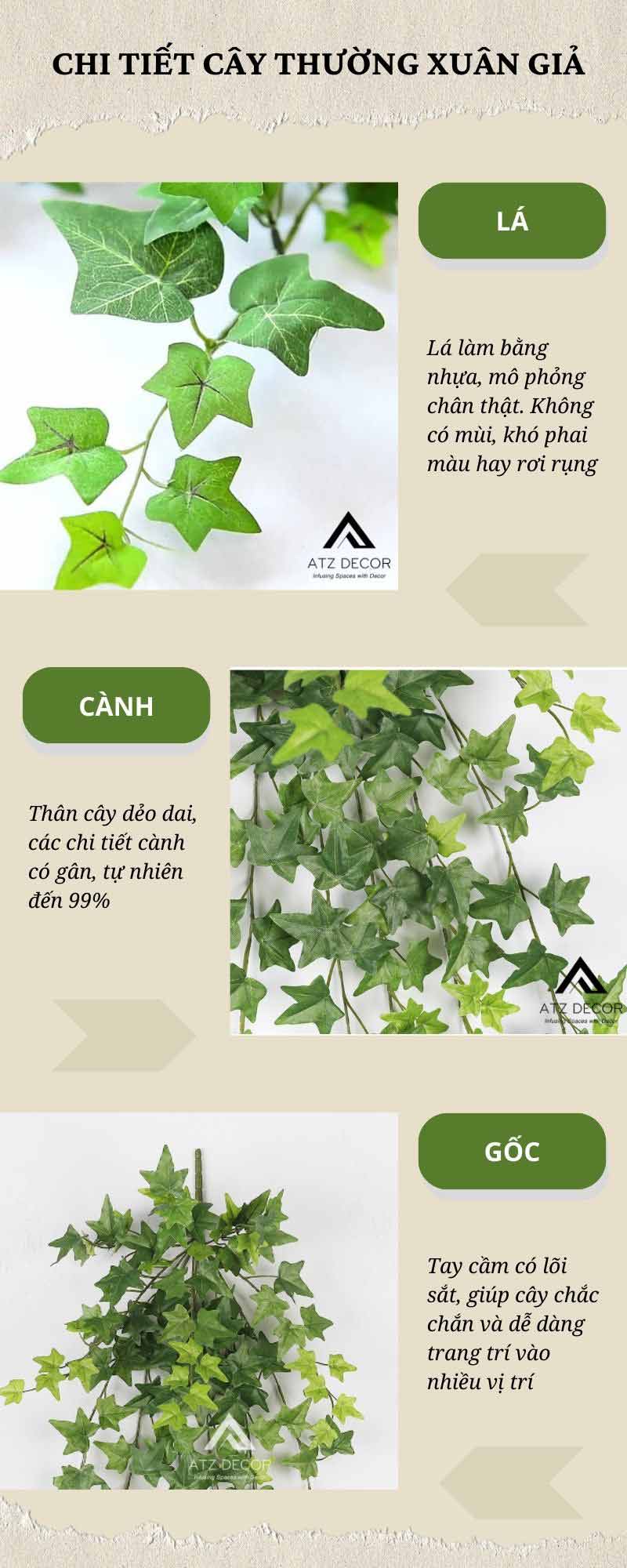 Chi tiết cây thường xuân giả