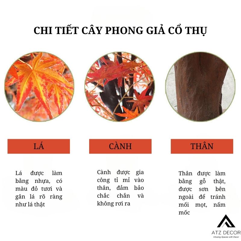 cây phong lá đỏ giả cổ thụ