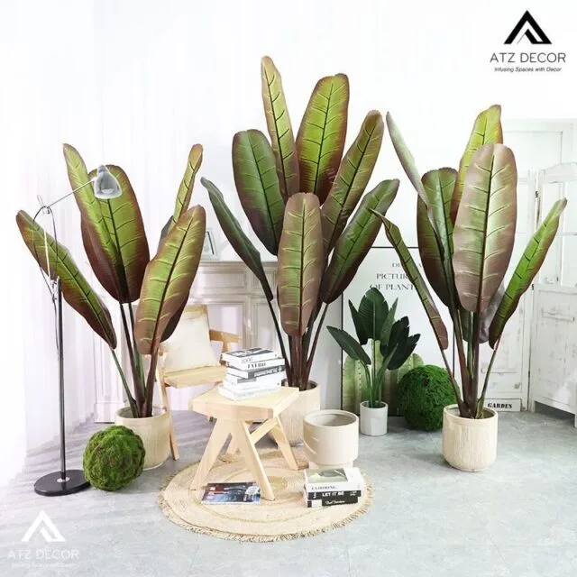 Trang chủ 27 cay chuoi chan voi gia decor