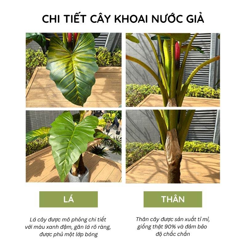 Cây khoai nước giả đa dạng hình dáng, đủ mọi kích thước chọn lựa 14 cay khoai nuoc gia dep