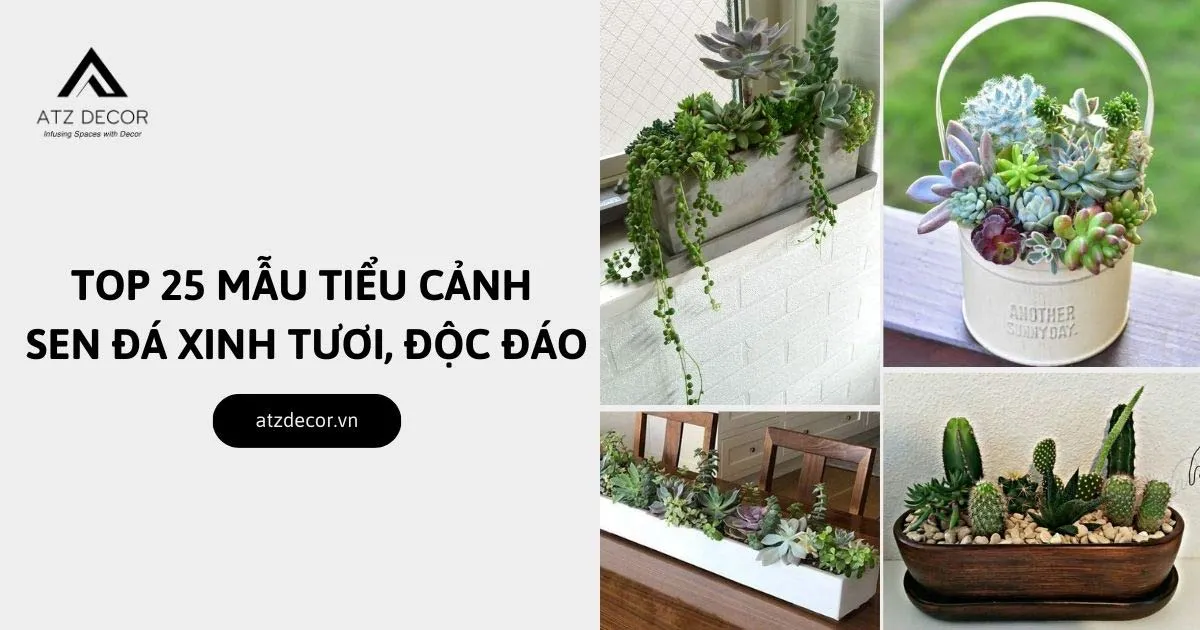 tiểu cảnh sen đá