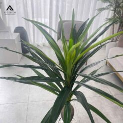 cây thiết mộc lan thân tròn giả